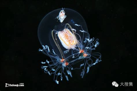 深海有什么恐怖生物 深海未知巨型恐怖生物大盘点你见过哪个？_奇趣发现_海峡网
