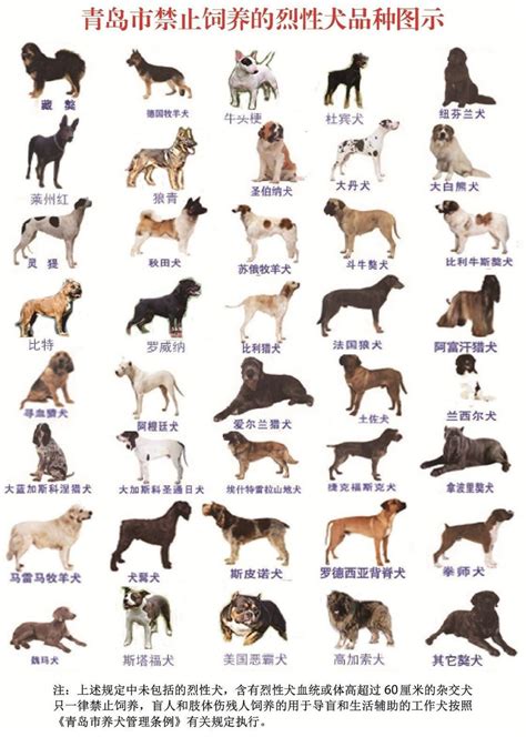 一张图教你了解35种禁养犬，发现可电话举报！青岛养犬管理条例10月起实施… - 青岛新闻网