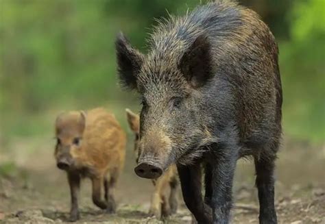 野猪和家猪能产生后代吗？特种野猪的养殖方法-农百科