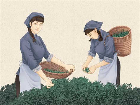 中国传统制茶工艺工序图采茶插画_正艺社-站酷ZCOOL