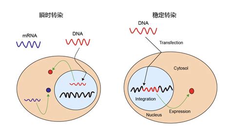 农杆菌转化法中，Ti质粒中的T-DNA是如何插入目标染色体的DNA中的？ - 知乎