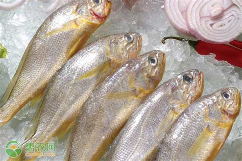 海名威 冷冻黄花鱼600g/条 大黄鱼 深海鱼 生鲜鱼类 海鲜水产-商品详情-菜管家