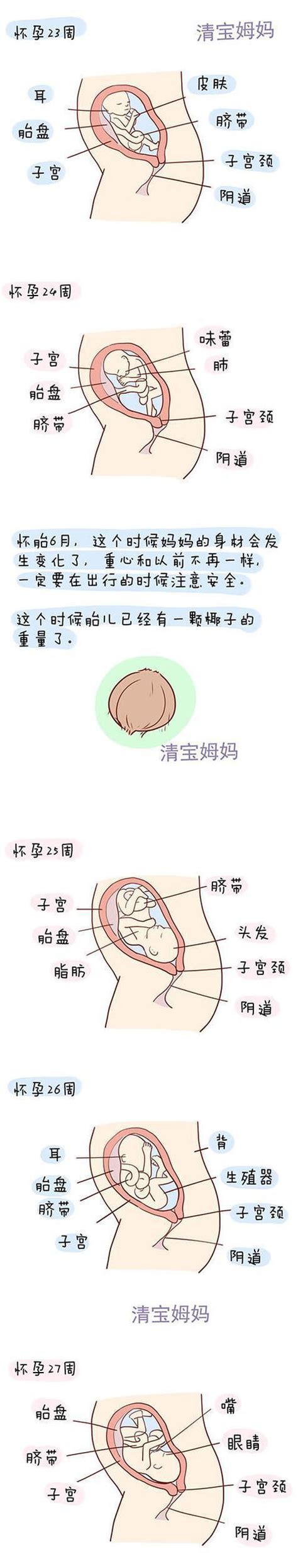 怀孕第1周到40周胎儿发育全程图解