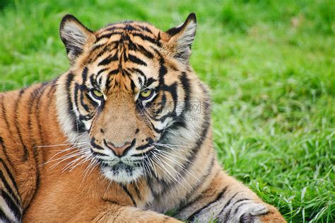 苏门答腊虎豹的肖像,蒂格里斯苏门答腊大猫被囚禁高清图片下载-正版图片300698008-摄图网