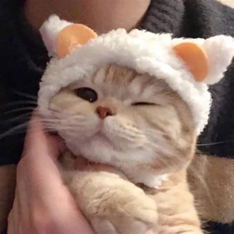 女生温柔头像猫狗