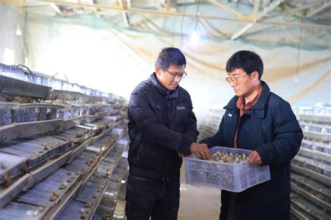 HLY-1000 层叠式肉鸭自动化养殖设备_山东金凤巢机械科技有限公司