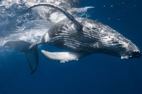实拍蓝鲸跃出水面瞬间，场面太壮观！