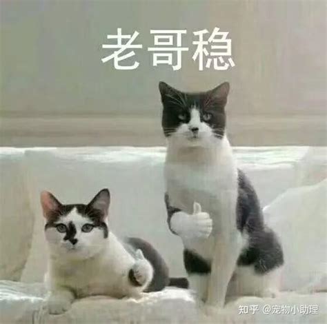 在给猫起名这块，中国宠主真的把气质拿捏住了 - 知乎