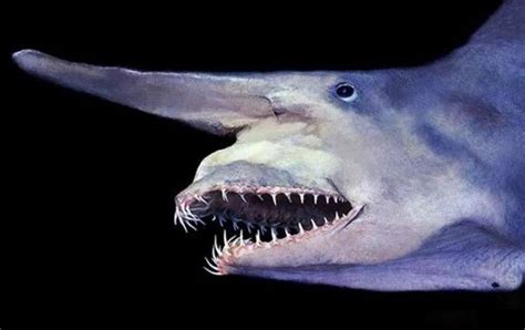 夺命双头鲨-电影-高清在线观看-百搜视频