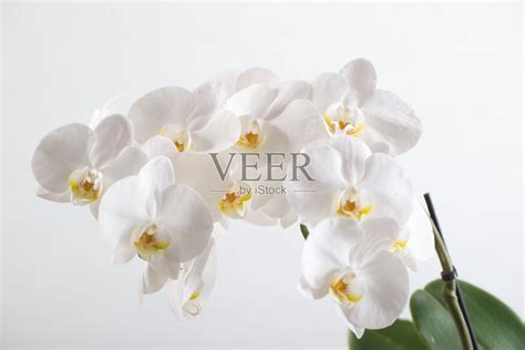 盛开的白色蝴蝶兰属照片摄影图片_ID:169789451-Veer图库