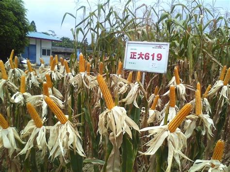 SMC576玉米种子简介，适宜播种期4月下旬至5月上旬 - 新三农