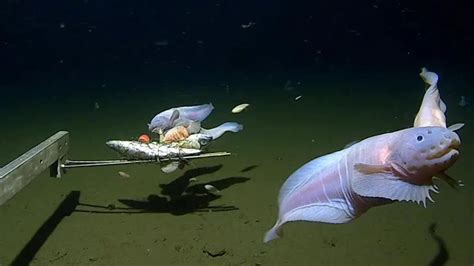 8336米！日本海域拍到史上最深海怪鱼_腾讯视频