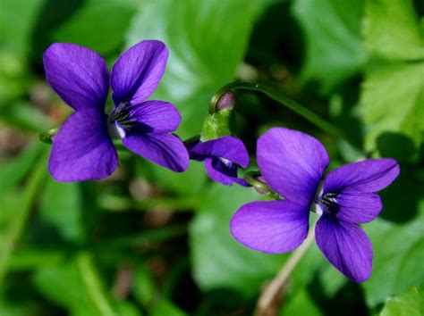 紫罗兰的花语|紫罗兰图片欣赏_花卉花语__南北花木网