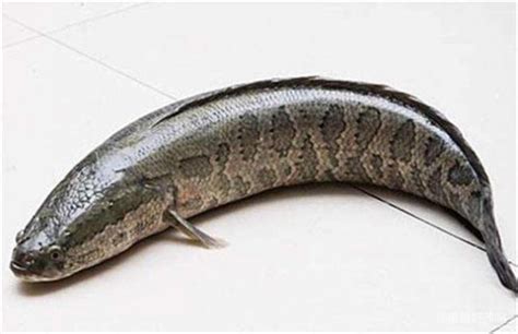 人工养的黑鱼几年能长40斤?
