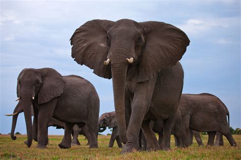 大象到底有多重呢到底的意思 大象到底有多重呢释义_知秀网