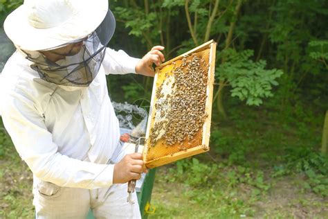 养蜂人控制蜂场和蜜蜂高清图片下载-正版图片503418792-摄图网