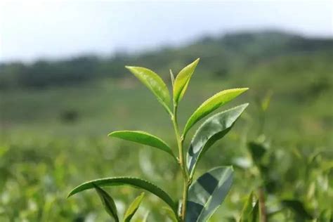 茶叶进出口报告丨连续3年增长超100%，均价第1，贵州茶出口的“逆袭”之路！