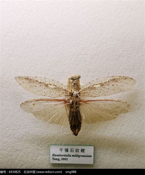 昆虫千禧石纹螳螂标本高清图片下载_红动中国