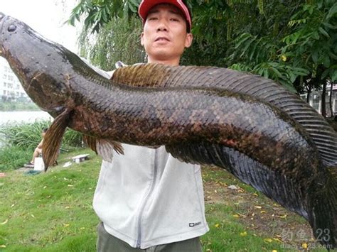 中国发现巨型黑鱼,北方黑鱼,100斤黑鱼_大山谷图库