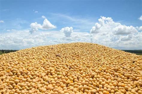 【饲料大数据】豆粕价格震荡运行，后市逐步回归基本面_中国农业大数据