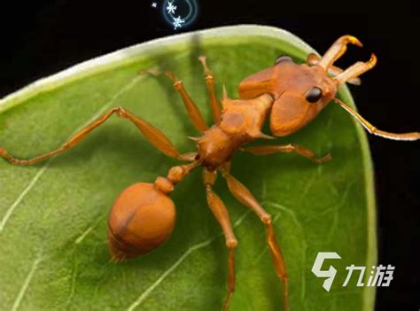 世界上最凶的10种蚂蚁排名，“子弹蚁”实至名归_巴拉排行榜