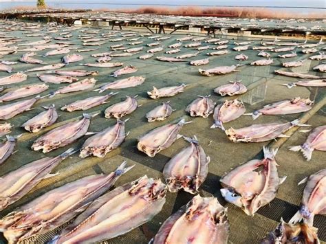安徽合肥：巢湖十年禁渔休养生息 水清岸绿生态优