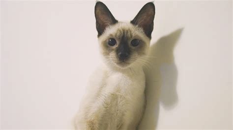 暹罗猫|摄影|宠物摄影|Supcino7 - 原创作品 - 站酷 (ZCOOL)