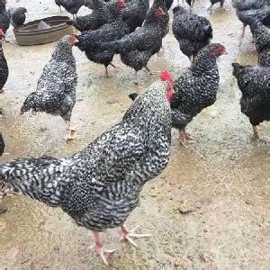 活鸡价格低迷 建议养殖户国庆正常出栏-广东省农业农村厅网站