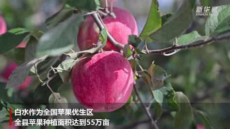 【助农公益视频】陕西白水县：甜瓜上市 喜迎丰收 - 西部网（陕西新闻网）