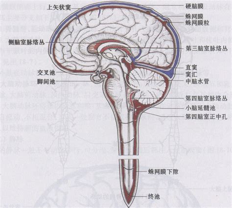 五、脑脊液及其循环-人体解剖学与组织胚胎学-医学