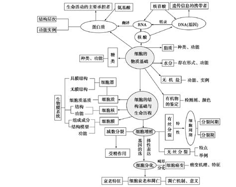 初中生物思维导图(全套) -24张生物知识框架图整理_知犀官网