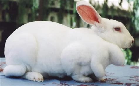 新西兰兔寿命多长？看看这里就知道了-宠物网