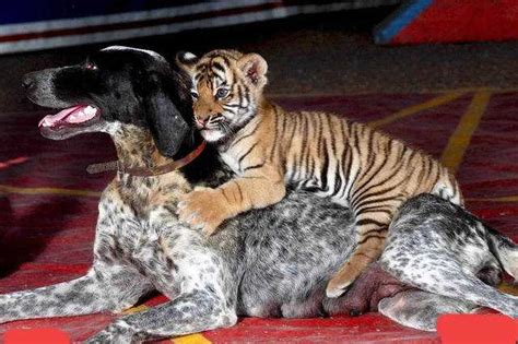 世界上最大的狗，能打过世界上最小的老虎吗？为什么？ - kin热点