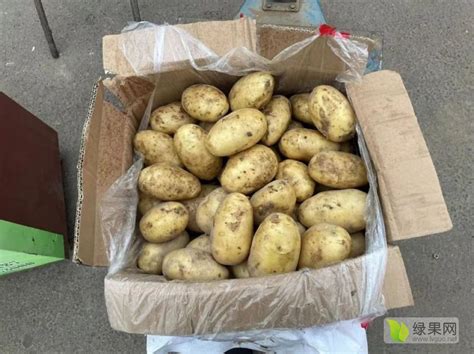 定西土豆大量上市_土豆价格行情_蔬菜商情网