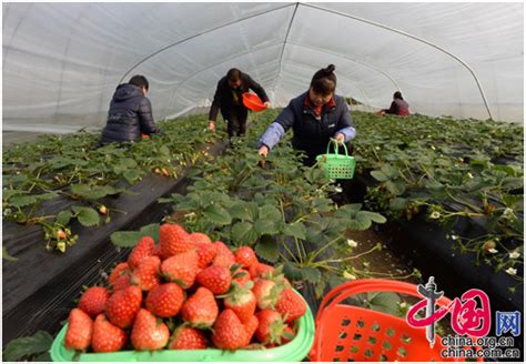 重庆璧山日供蔬菜200余吨 保障中心城区“菜篮子”