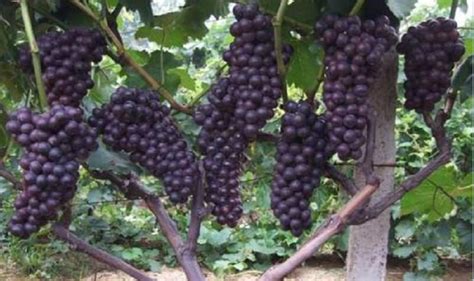 品种 | 读图迅速了解全球葡萄种植分布__财经头条