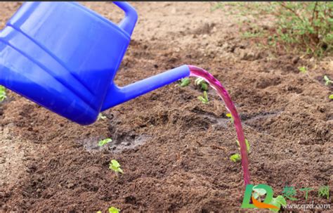 高锰酸钾能用在花土消毒上吗-高锰酸钾给土壤消毒怎么配-趣丁网