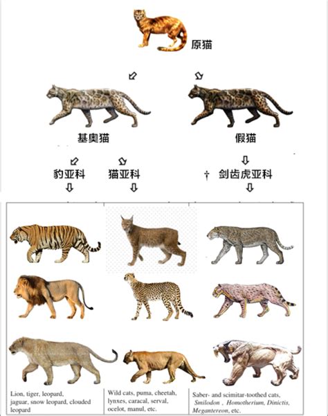 动物祖先图片大全 动物的祖先长什么样子_配图网
