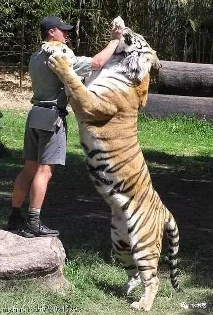 能杀老虎的四种动物，老虎连它们的皮都咬不破(大象能吊打老虎) — 奇闻呀