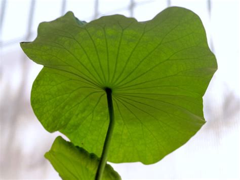 荷叶头像温柔女生背影