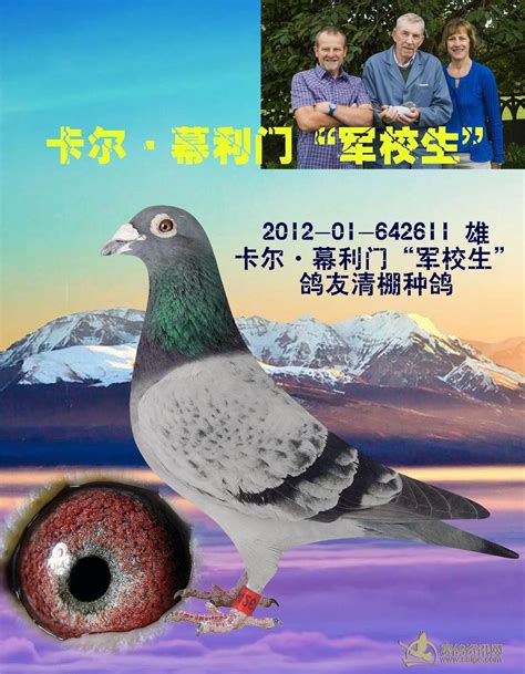 依然的慕利门不变的火凤凰--中国信鸽信息网相册