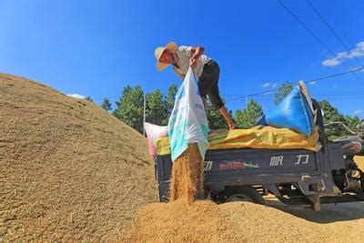 江西泰和：收储夏粮-人民图片网