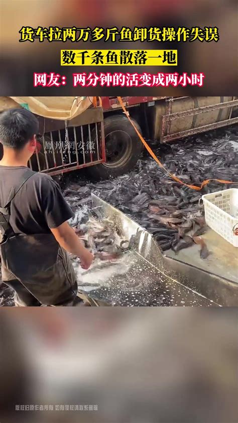 河南焦作：货车拉两万多斤鱼卸货操作失误 数千条鱼散落一地_凤凰网视频_凤凰网