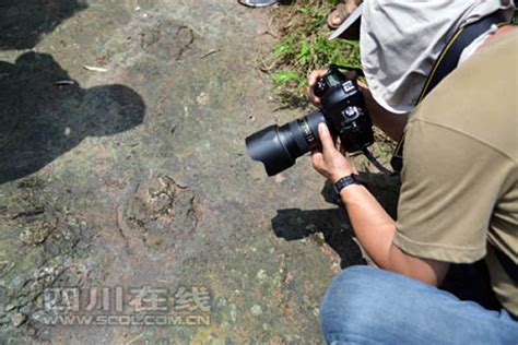 四川省叙永县大石乡新阳村发现禽龙足迹化石 - 神秘的地球 科学|自然|地理|探索
