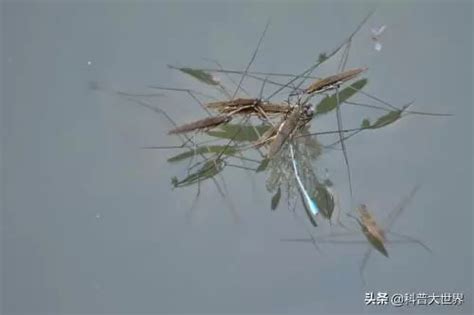 农村水边常见的一种昆虫，会“水上漂”浮于水面，它是什么昆虫？_绒毛_水鸟_蚊子