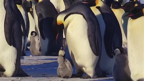 南极帝企鹅相互依偎抵御暴风雪 - 知乎