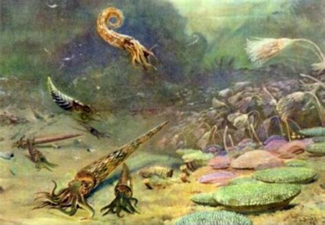 前寒武纪时期有什么动物_5亿多年前的神奇生物 - 工作号