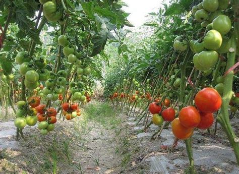 夏秋露地番茄栽培如何抗早衰 - 种植技术 - 河北农业网