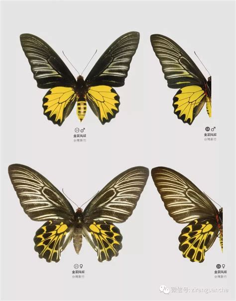 蝴蝶翅膀的颜色 蝴蝶的翅膀为什么五彩斑斓_华夏智能网