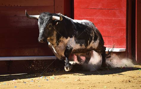 西班牙的白牛在斗牛场奔跑高清图片下载-正版图片505555414-摄图网
